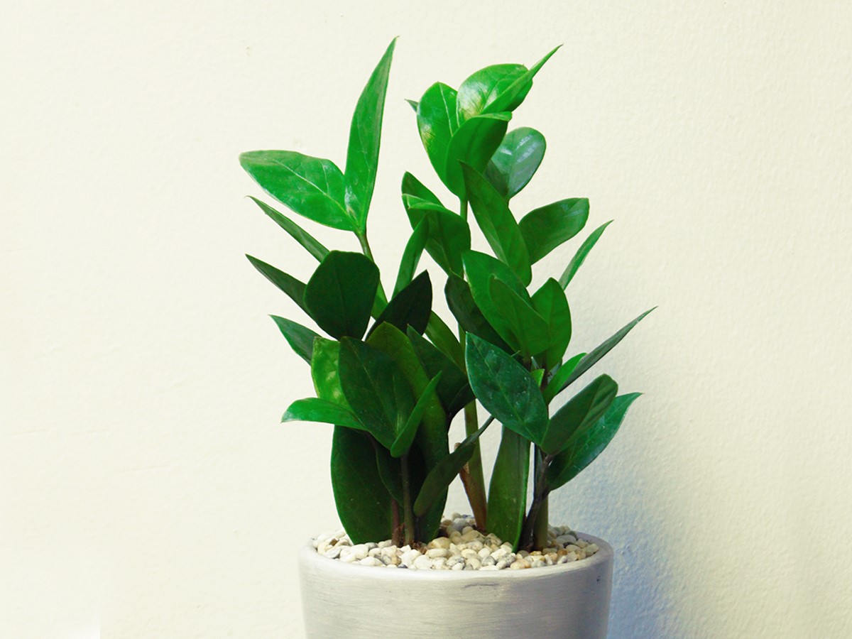 thiết kế nhà đẹp giá rẻ-