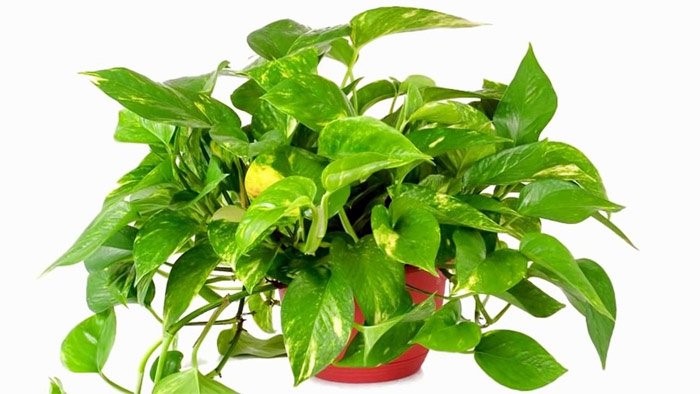 thiết kế nhà đẹp giá rẻ-1